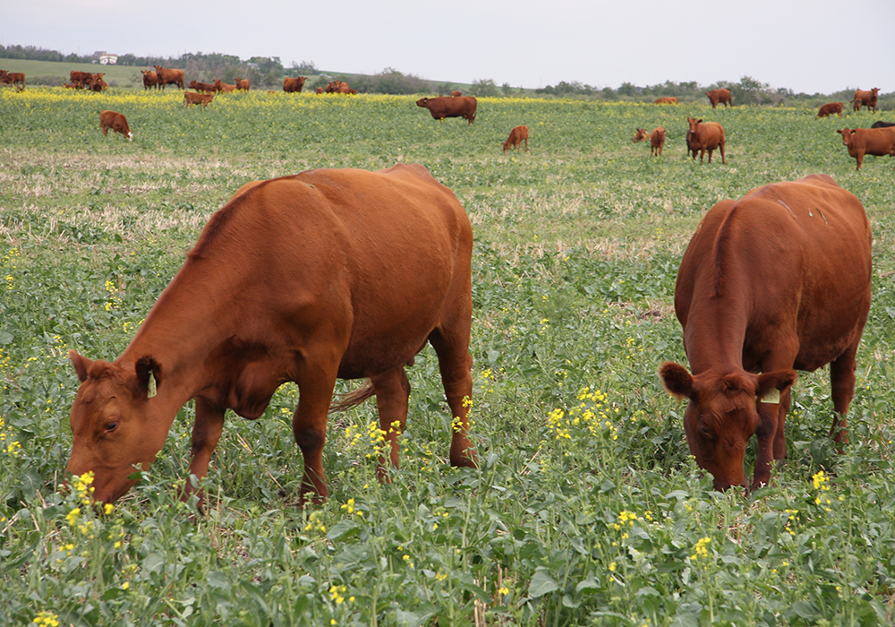 Alberta Beef Producers chair, Melanie Wowk, said crop farmers faced with losses caused by the drought could also help beef producers.  | File photo
