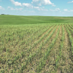 Cereals east of Saskatoon were short and stunted last week with yield potential in the single digits or less. | Brian Cross photo