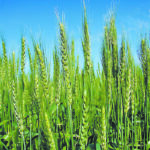 Hybrid wheat varieties have been planted on limited acres in Europe and the United States for decades but this time it is different due to breeding advancements, according to Josh Sosland, editor of Milling and Baking News.
| File photo