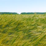 Analysts believe protein levels will be well below average by the time the entire crop is off, which means millers will need to blend in some spring wheat. | File photo