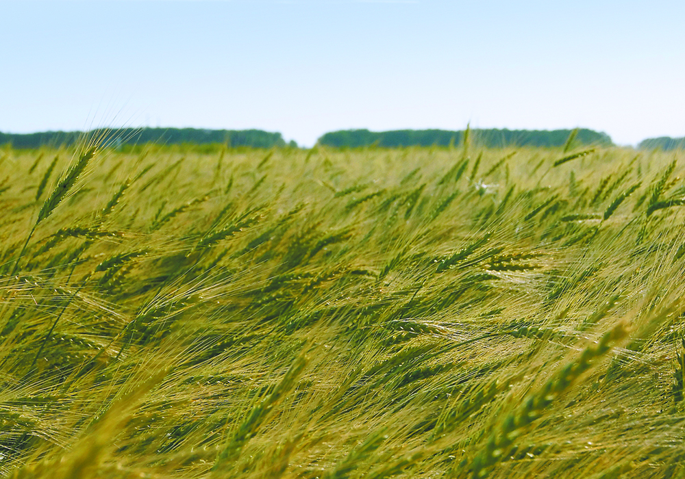 Analysts believe protein levels will be well below average by the time the entire crop is off, which means millers will need to blend in some spring wheat. | File photo
