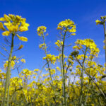 Large tracts of canola interspersed with pulse crops create a perfect environment for disease. | Supplied photo