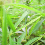 Alberta farmers currently grow 40,000 acres of hemp, which the Alberta Hemp Alliance would like to see increase in the next 10 years. | File photo