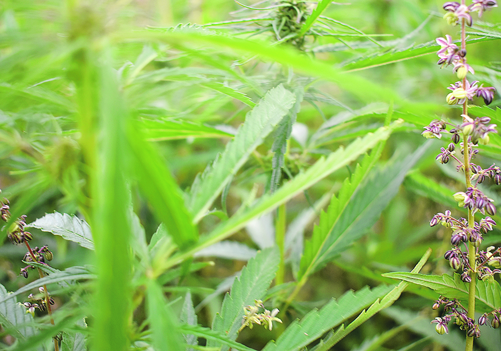 Hemp alliance aims to increase acres in Alta.