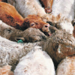 A cattle feeding operation from Alberta says it uses technology to track calves from birth until their meat ends up on grocery store shelves. | File photo