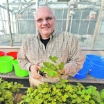 Gregory Tylka, a professor with Iowa State University’s plant pathology and microbiology department, says soybean cyst nematode doesn’t always cause above-ground symptoms, which means farmers and agronomists must look for it on roots or collect soil samples. | Iowa State University photo