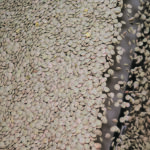 Swathing will produce the green lentil colour attributes some markets are looking for, but chasing the premium comes with significant risk. | File photo