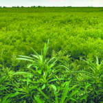 Kochia, such as these examples thriving among a lentil crop, has adapted to survive drought, saline soils, and increasingly, most herbicides. | File photo