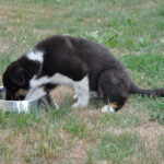 Pulses lack taurine. Dogs’ bodies naturally manufacture taurine in their livers and nervous systems, but they need two other amino acids, cysteine and methionine, in order to make it. Pulses are short on these as well. An easy fix, at least in the interim, is to add taurine to the recipe for doggo’s dinner. | Getty Images