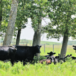 Colorado State University researchers studied conventional versus integrated field management, intensive rotational grazing, improved feed/supplements, breed comparisons, cattle life cycle management, feedlot versus grazing, fertilizer use changes and organic beef production. | Maria Johnson photo