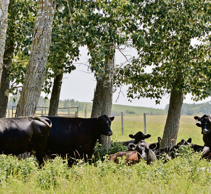 Study suggests ways to reduce beef emissions