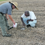 Scientists Gary Feng and Haile Tewolde test how fast water can infiltrate into soils that were fertilized by commercial inorganic fertilizer and those manured by poultry litter. | Photo courtesy Gary Feng