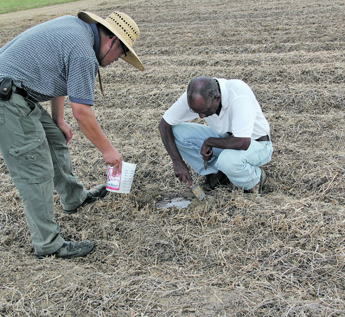 Poultry litter’s efficiency as fertilizer studied