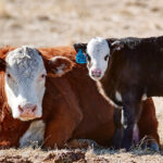 To keep diseases off your farm and to prevent them from spreading, simple biosecurity practices may greatly help. | File photo