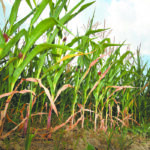 A coalition of farm groups is asking Manitoba producers to consider all options before harvesting a drought-damaged crop this summer. | File photo
