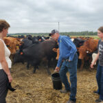 A livestock tax deferral is being set up to allow beef producers forced to sell a significant amount of their breeding herd to offset revenues with costs to replace the herd. | Twitter/@mclaudebibeau photo