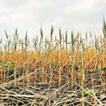 Most crops emerged well in Alberta’s Peace River country this spring but have stalled this summer due to lack of rain. | Randy Vanderveen photo
