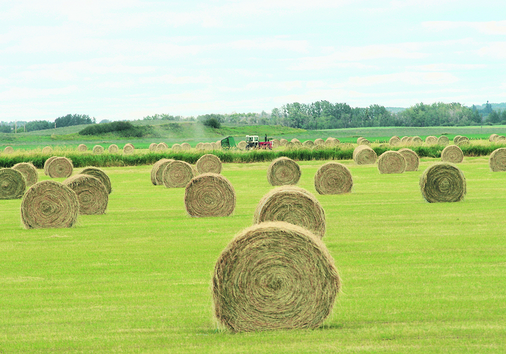 Interest in reviving the 2002 campaign that brought in much-needed feed supplies from Eastern Canada has been prompted by this year’s drought. | File photo