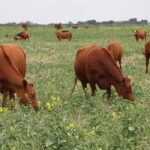 The Saskatchewan response makes it a lot more appealing for grain farmers to sell their dried-up crops for greenfeed or grazing. | File photo
