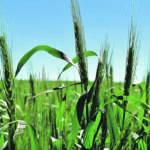 The trade was shaken by the July 12 U.S. Department of Agriculture monthly supply and demand estimate that pegged American spring wheat production at only 345 million bushels, down 41 percent from last year. | File photo