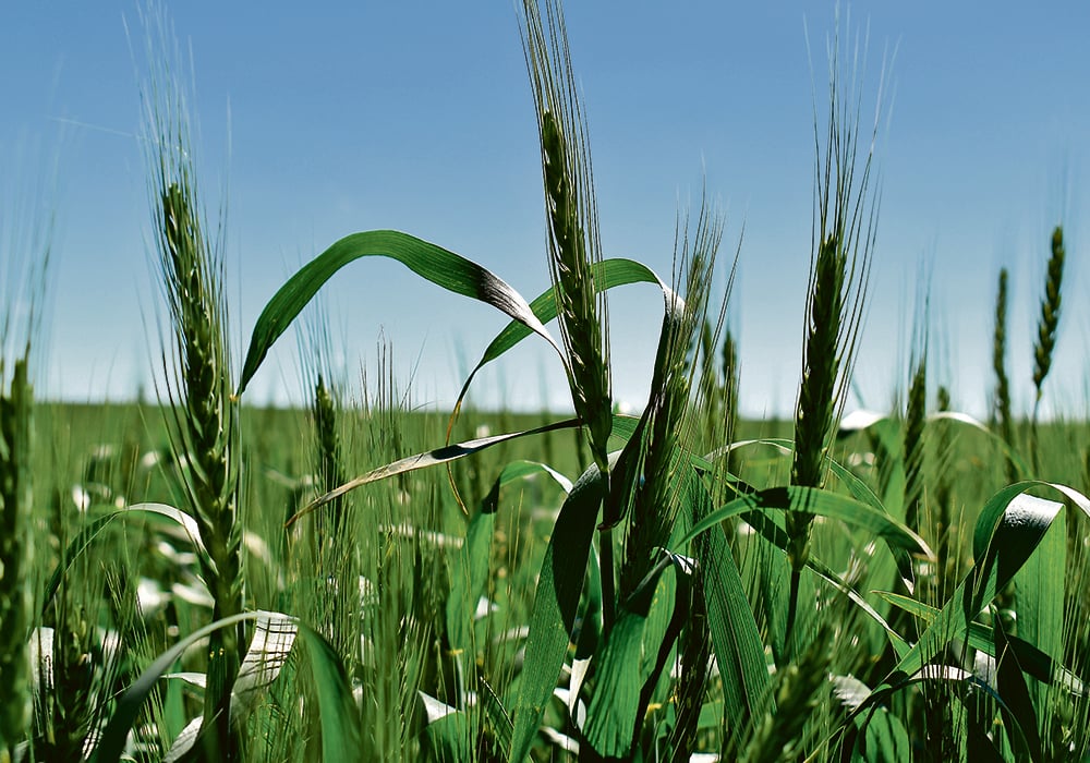 Crop markets wake up to evolving drought disaster