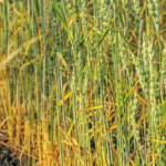 Only one-quarter of Saskatchewan’s spring wheat crop was rated good to excellent as of July 12, compared to the 10-year average of three-quarters. | Randy Vanderveen photo