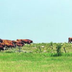 The Canadian Cattlemen’s Association has recommended a program based on a feed-need design to provide direct support for extra feed and water costs on a per-animal-per-day basis, but others worry about what happens if the region runs out of feed. | Sandy Black photo