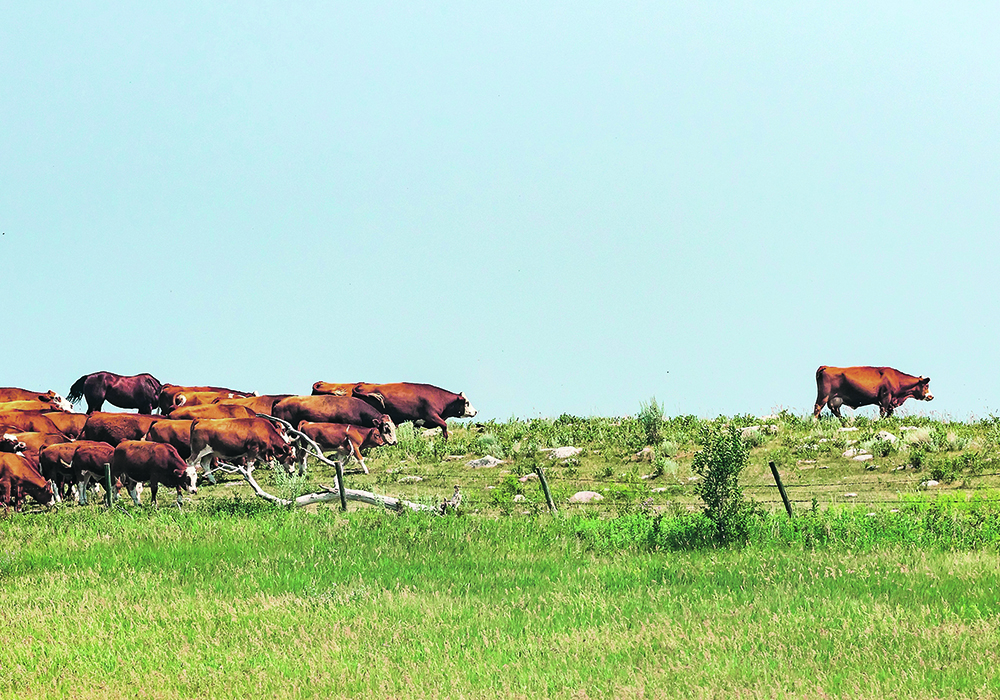 The Canadian Cattlemen’s Association has recommended a program based on a feed-need design to provide direct support for extra feed and water costs on a per-animal-per-day basis, but others worry about what happens if the region runs out of feed. | Sandy Black photo