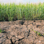Farmers across the Prairies face significant yield losses this year because of heat waves and lack of rain. Now they may not be able to fill earlier-signed production contracts. | Randy Vanderveen photo