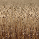 Wheat production estimates have been reduced for the Russian and Kazakhstan crops. | file photo