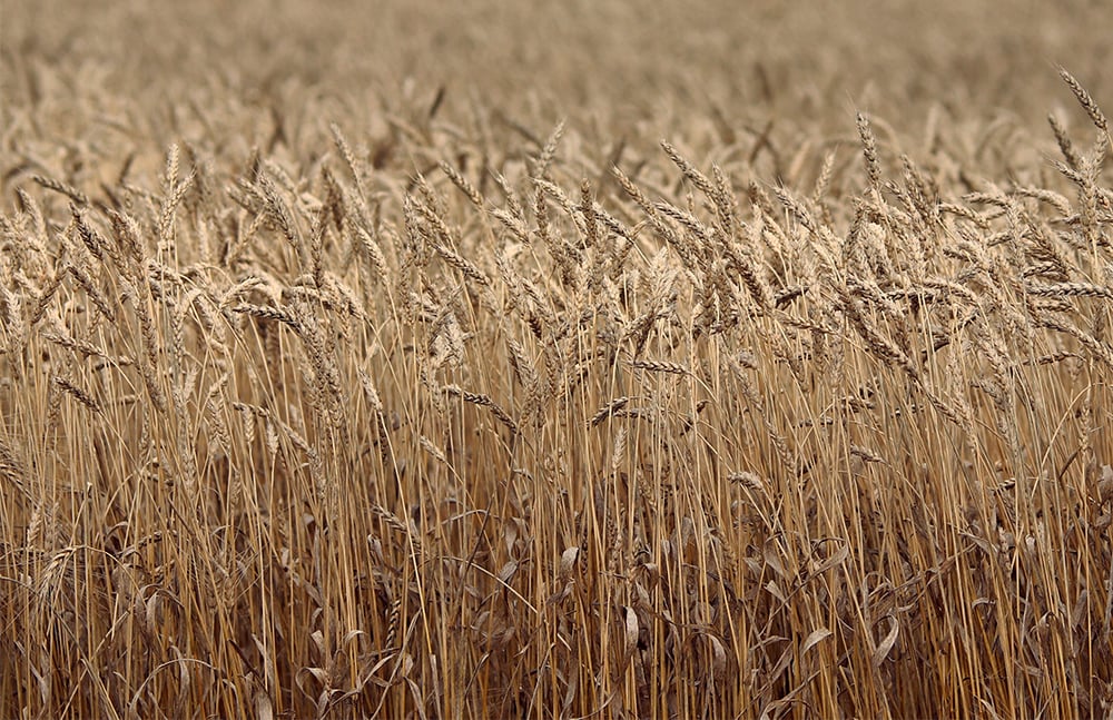 Ukraine shines as Black Sea wheat takes hit