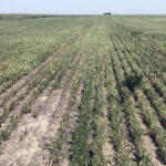 Lentils, Warner County, Alberta | photo by Adam Vossepoel (@voss_ag)