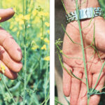 Heat blast can have terrible effects on canola plants. The photo on the right shows what plants should look like, with pods forming, while the one on the left shows what happens with heat blast, when pods don’t form. | Robert Arnason photos