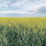 Canada is expected to produce less than 17 million tonnes of canola this year, down sharply from the usual 20 million tonne crop. This could leave vegetable oil consumers in a bind if U.S. soybean production also falls short of current forecasts. | MIKE RAINE PHOTO