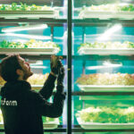 An employee of the urban farming start-up Infarm checks an indoor growing system at the company’s showroom in Berlin, Germany. Sobeys is working with the German company to put greenhouses into its Canadian stores. | REUTERS/HANNIBAL HANSCHKE PHOTO