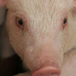 African Swine Fever has arrived in the Americas, with an appearance in the Dominican Republic. | WP file photo