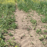 Farmers are making greenfeed from poor cereal and even canola crops because of the dry conditions. | File photo
