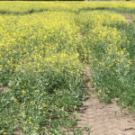 If the early estimates are correct, Canada’s canola crop will be at least 10 bu. per acre below Agriculture Canada’s forecast and possibly a whole lot more. | File photo