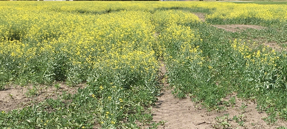 Canola yields shrivel