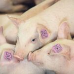 Confirmation of African swine fever cases in the Dominican Republic is a good thing if it encourages governments, industries and hog farmers to finally finalize their outbreak management plans. | File photo