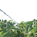 Canadian growers are estimated to have planted 378,624 acres to potatoes this year, 5.3 percent higher than in 2020. | File photo