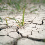 Assessing the yield impact of severe drought is grim exercise
