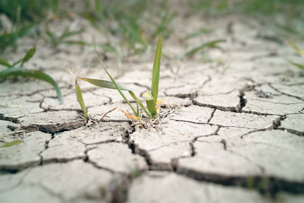 Assessing the yield impact of severe drought is grim exercise