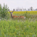 Wildlife do have strategies to adapt to disease, such as breeding earlier in their life cycles, but the impact from chronic wasting disease is still profound. | Randy Vanderveen photo