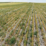 Doug Hedley, assistant deputy minister of farm financial programs from 2001-04, says AgriRecovery is the right program to use during this year’s widespread drought. | Brian Cross photo