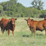 Weaned calves that are confined in a corral are more likely to pick up the protozoa from feces than are animals kept in large pastures where there is not as much buildup of manure and contamination. | Ron Gill photo