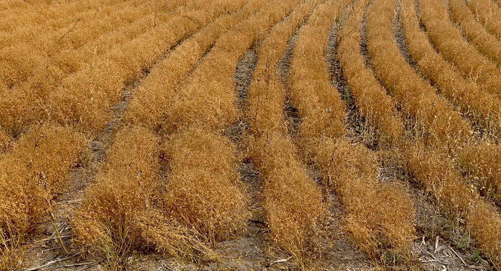 It will be difficult for a reduced Canadian lentil crop to meet increased demand from India and Turkey. Canadian yields are going to be significantly smaller than initially anticipated due to dry conditions. Farhan Adam, chief executive officer of Marina Commodities Inc, is forecasting 1.3 to 1.5 million tonnes of red lentil production. | File photo