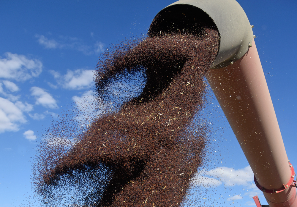 India produces less than half of the roughly 24 million tonnes of edible oil that it consumes annually. It imports the rest, buying palm oil from Indonesia and Malaysia, soyoil from Brazil and Argentina, and sunflower oil, mainly from Russia and Ukraine, as well as canola oil from Canada. | File photo