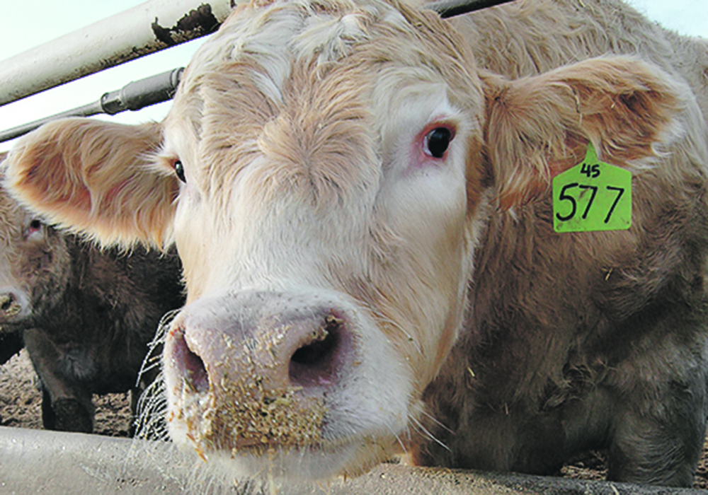 The biggest imperative is to help cow-calf producers secure enough feed at an affordable cost to avoid a massive sell-off of the beef breeding herd.  | File photo