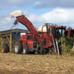 Sugar production in Brazil's centre-south region fell by 11% in the second half of July to 3 million tonnes, industry group Unica said, more than expected. Unica added that the three waves of frosts that hit the agricultural areas had further damaged crops already hurt by the worst drought in 90 years. | Getty Images